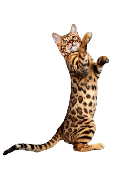 Bengal Cat